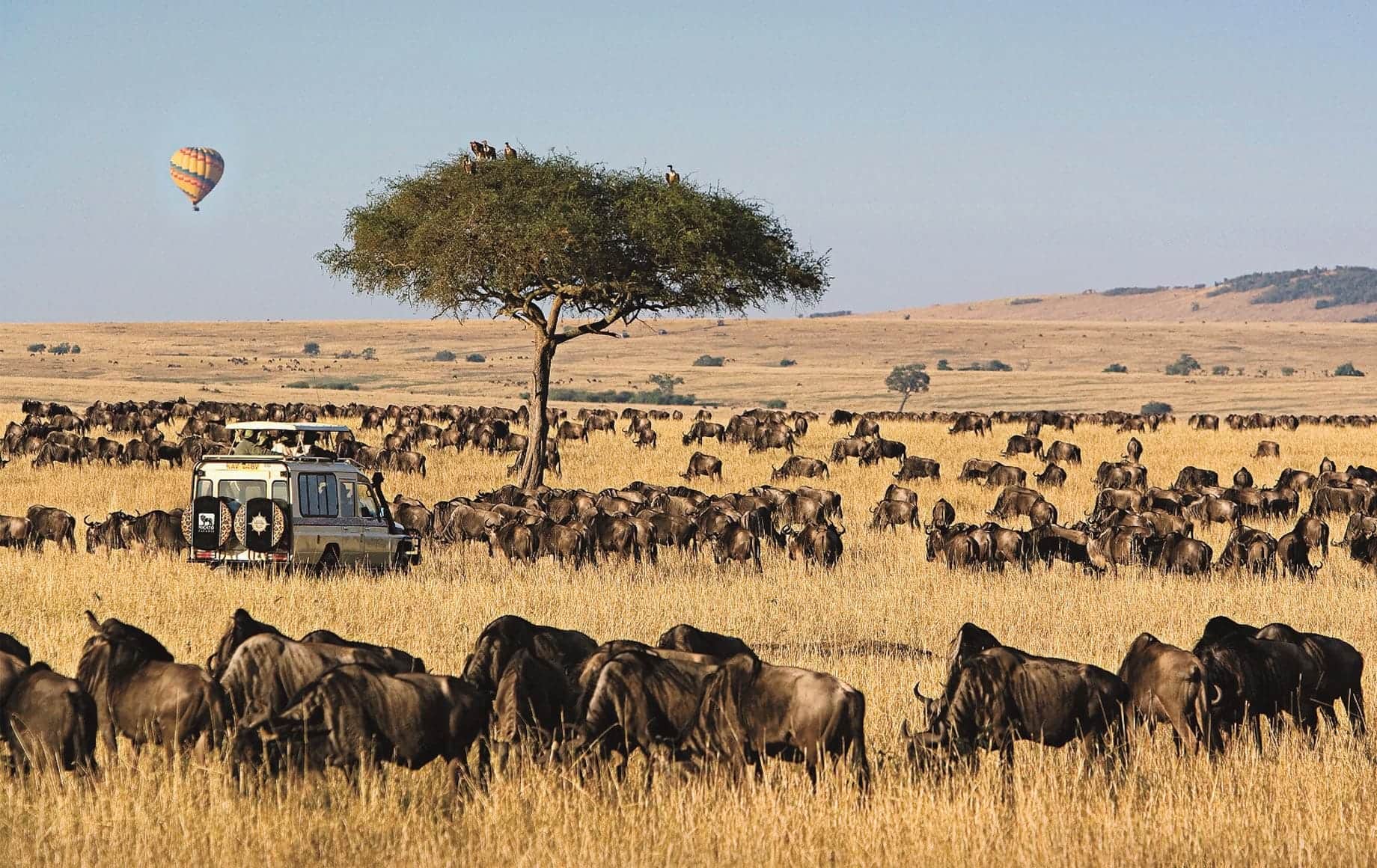 Maasai mara wildlife
