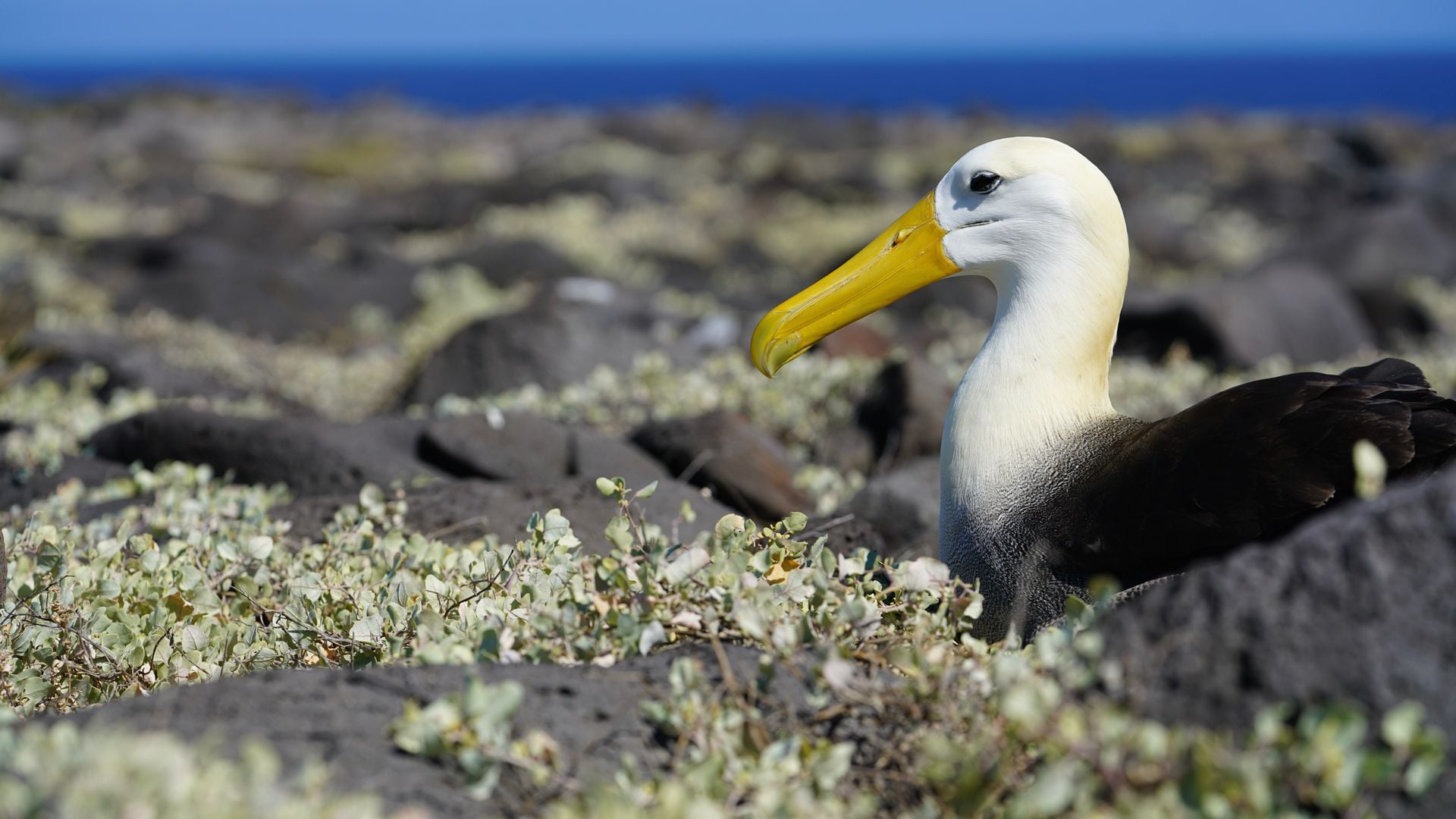Birding Galapagos