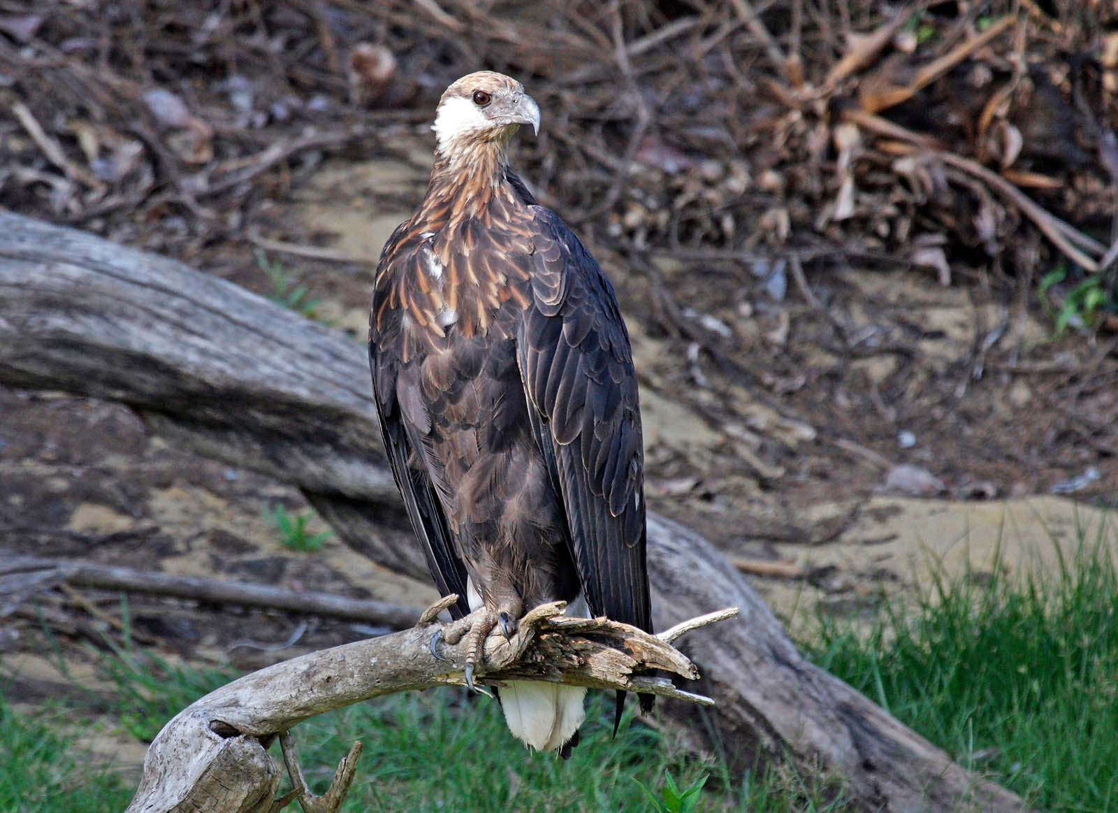 Madagascan fish eagle © Shutterstock