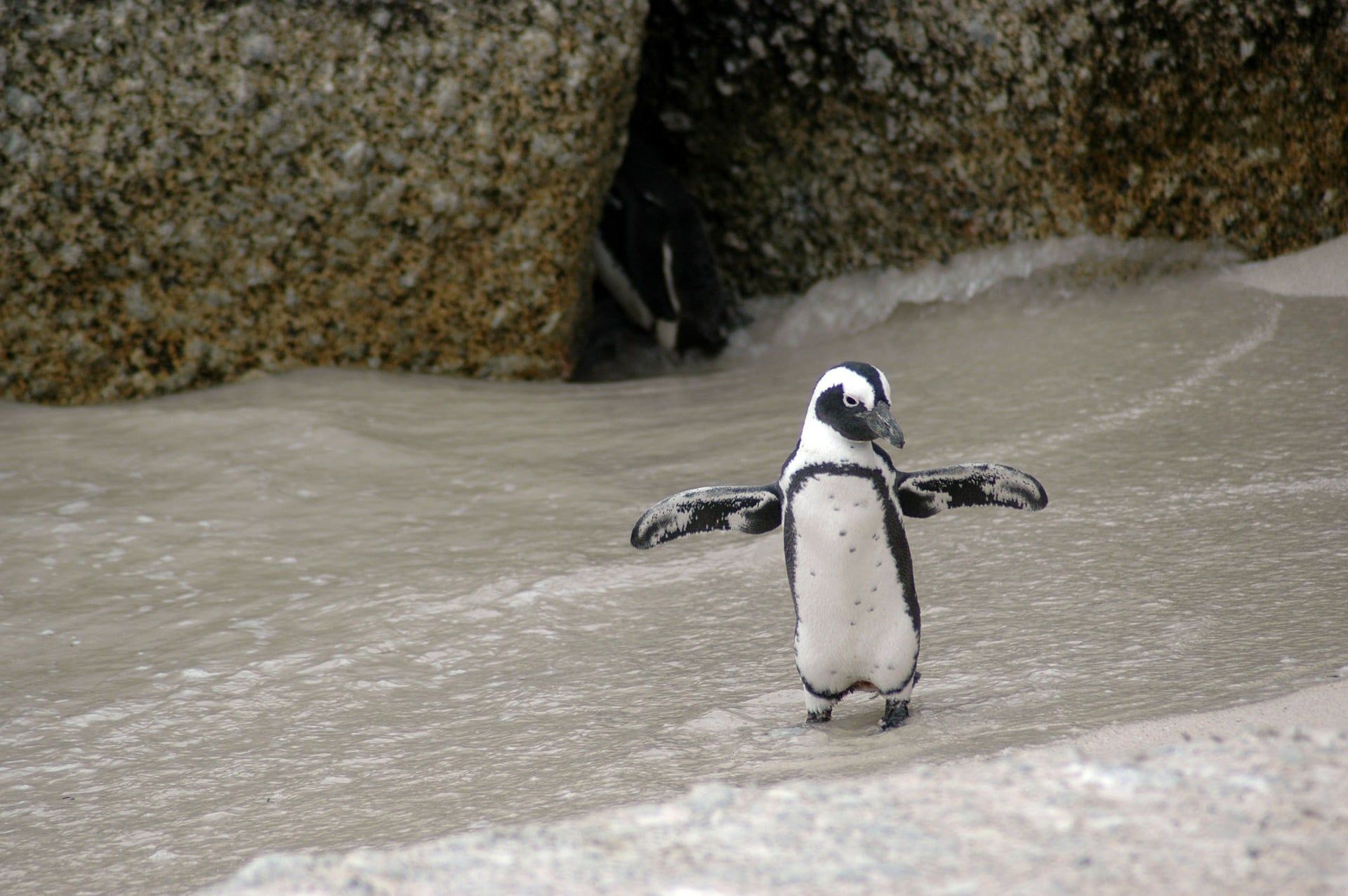 Magellanic penguin