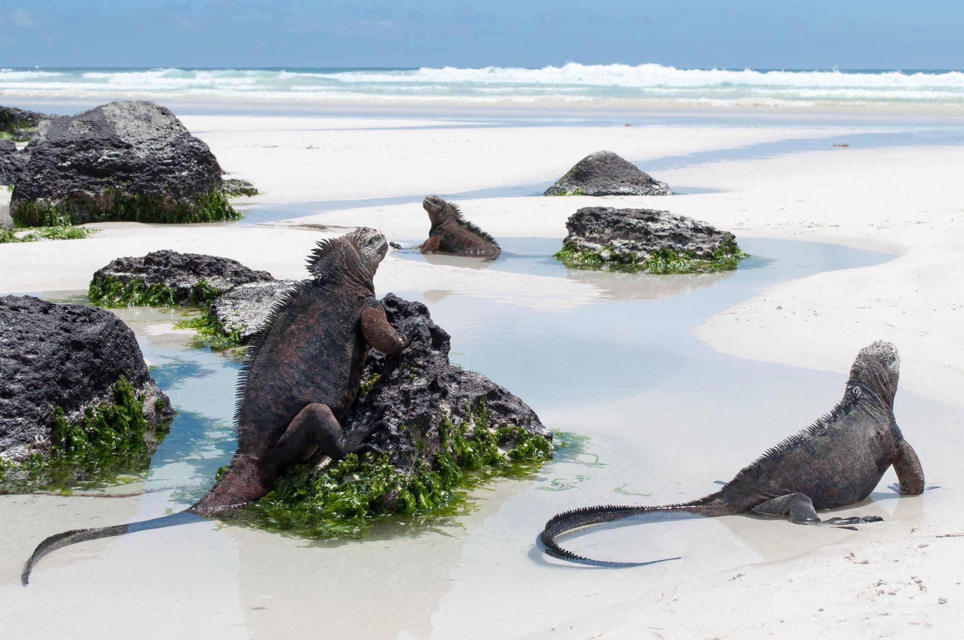 marine-iguanas-galapagos-ecuador-shutterstock_683241898