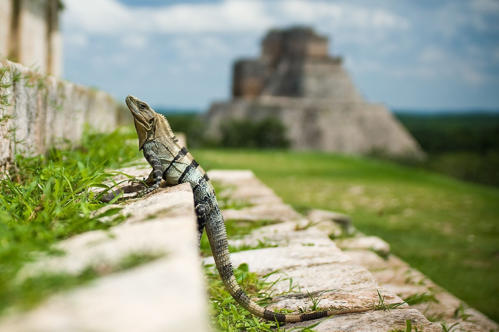 Lizard in Mexico