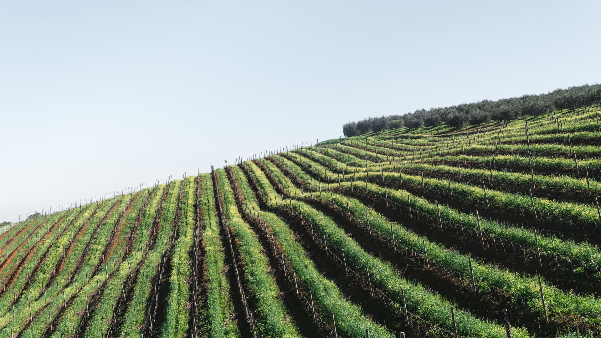 Winelands
