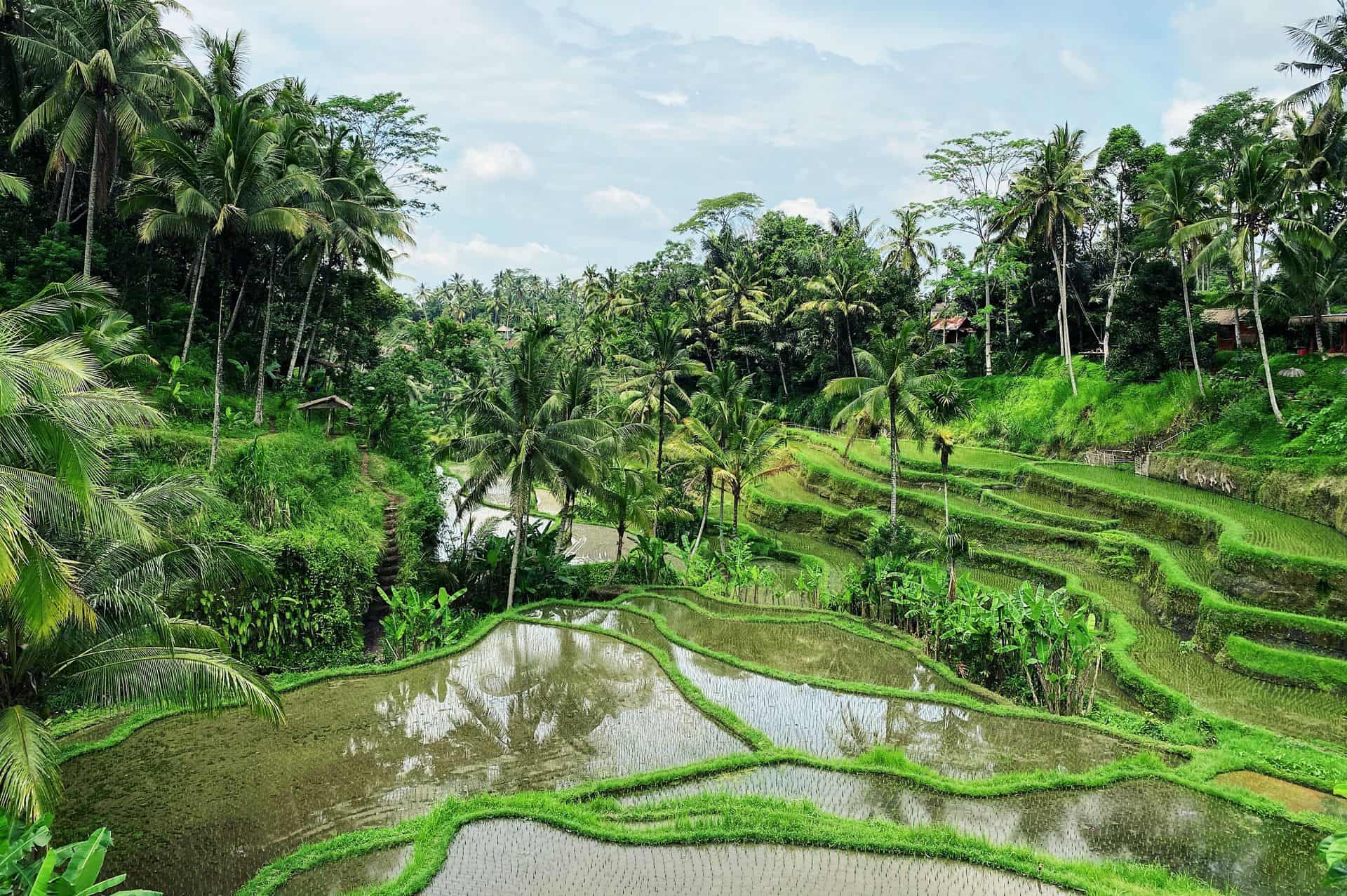 Rice fields in Ubud