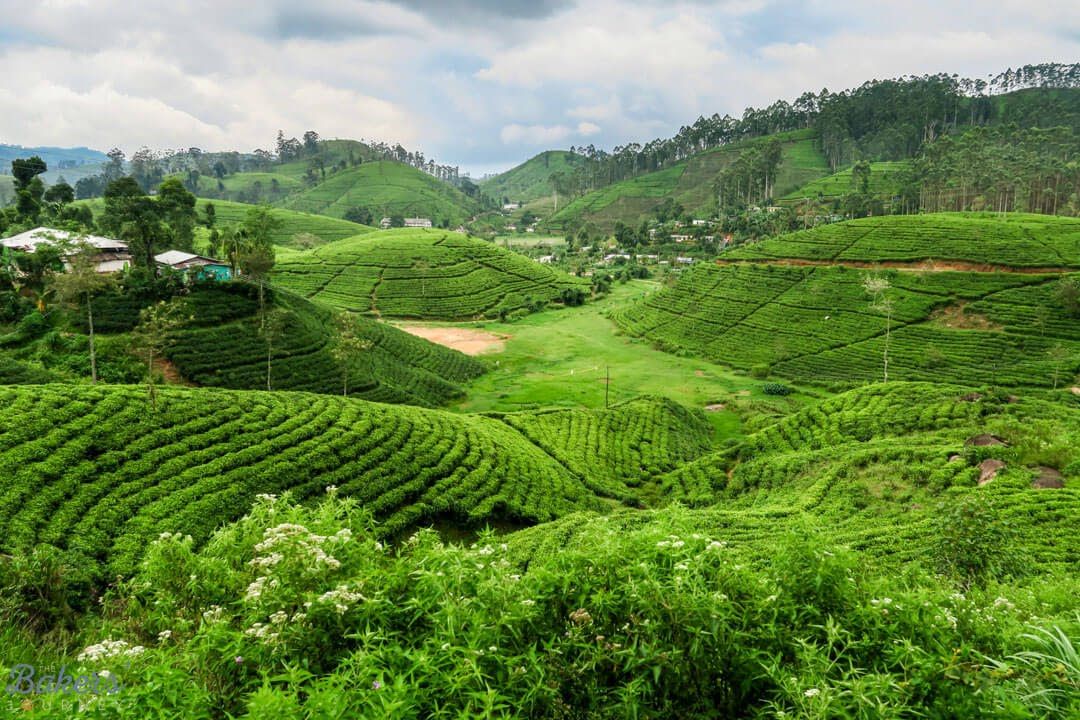 Tea Plantation & Tea Factory