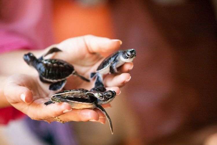 9 of the best places to watch baby turtles hatch | Rough Guides