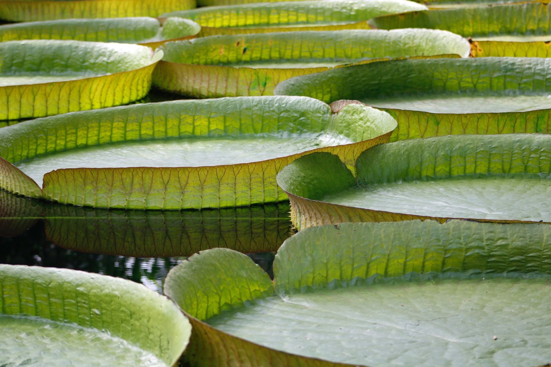 Victoria Amazonica, Peru