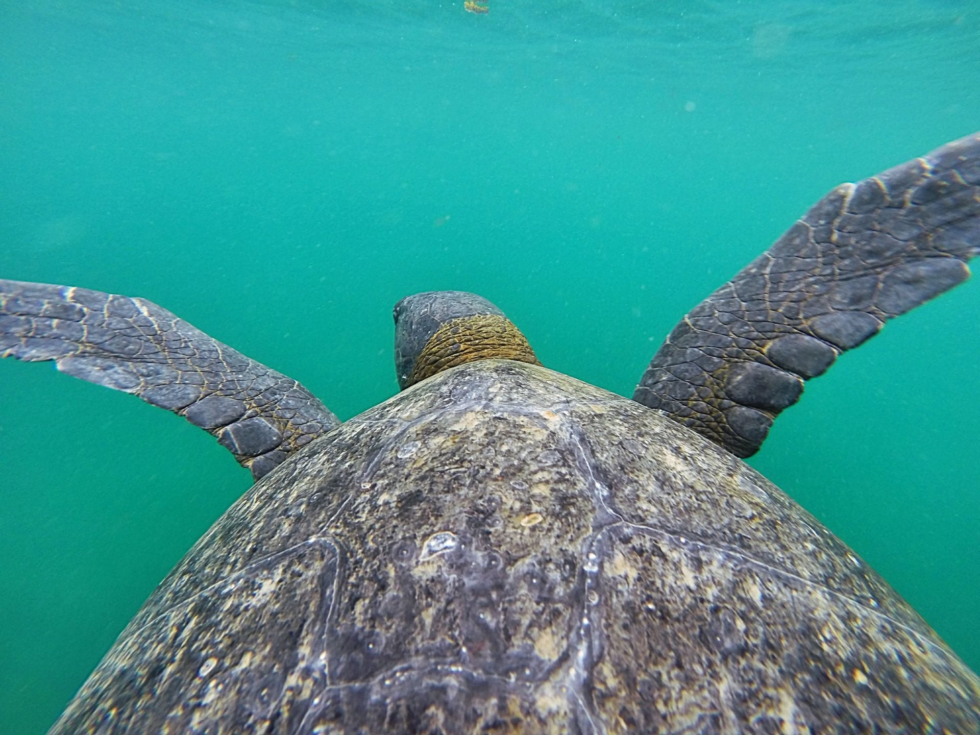 Galapagos Turtle