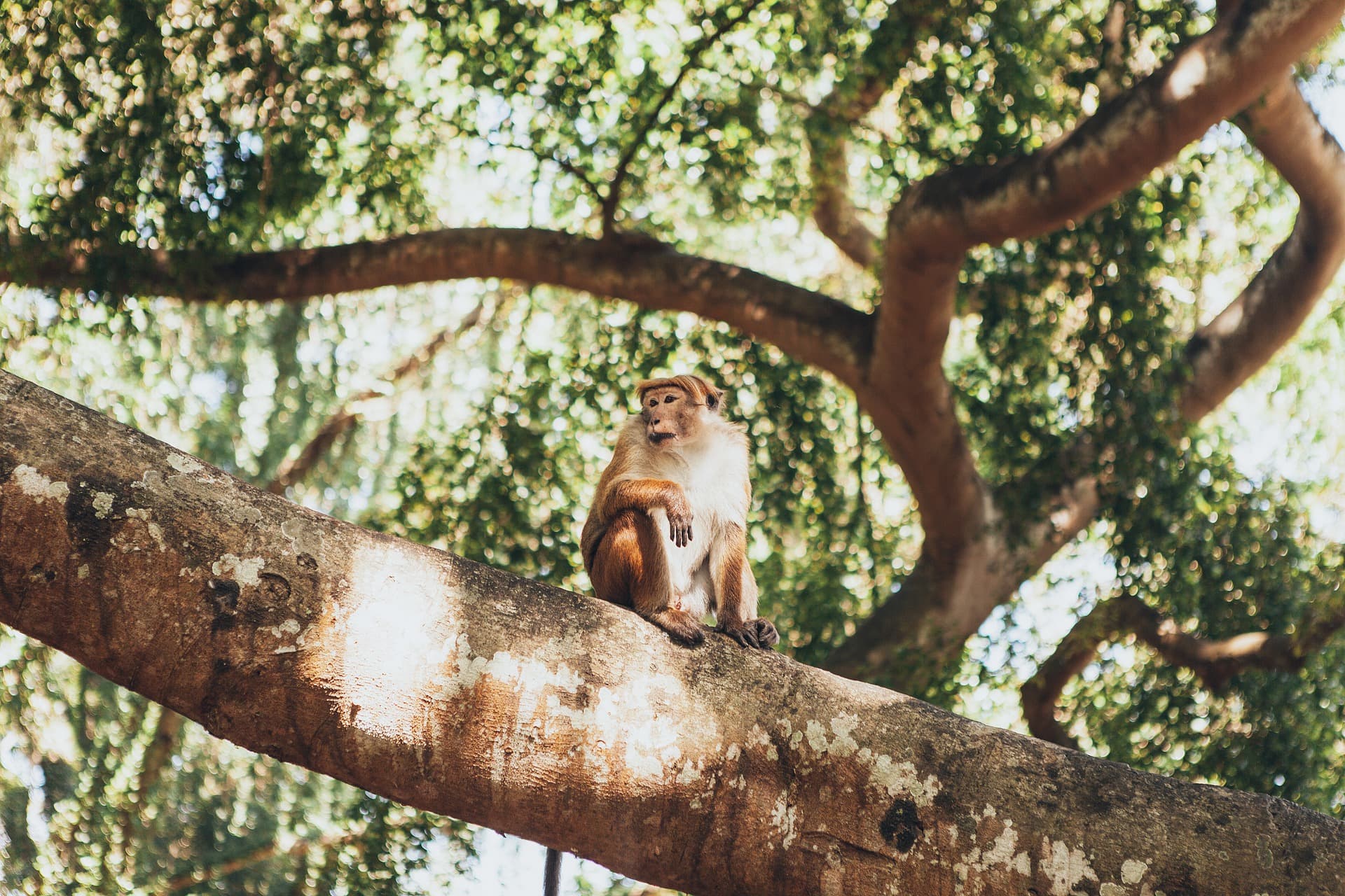 monkey-tree-branches-primate