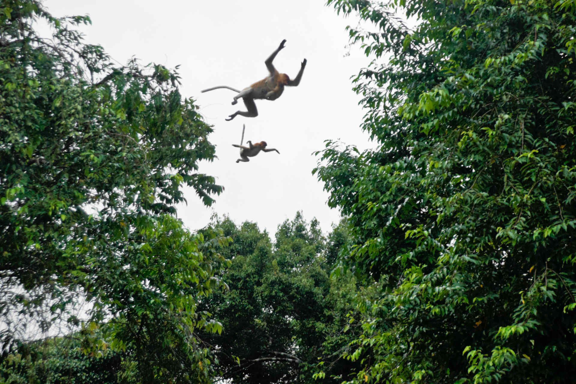 Monkeys in Borneo, Malaysia
