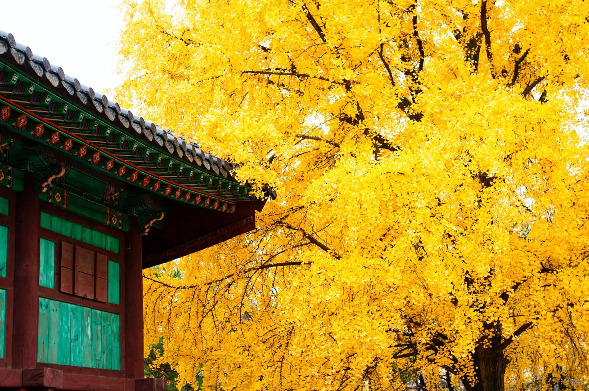 Jeonju Gingko