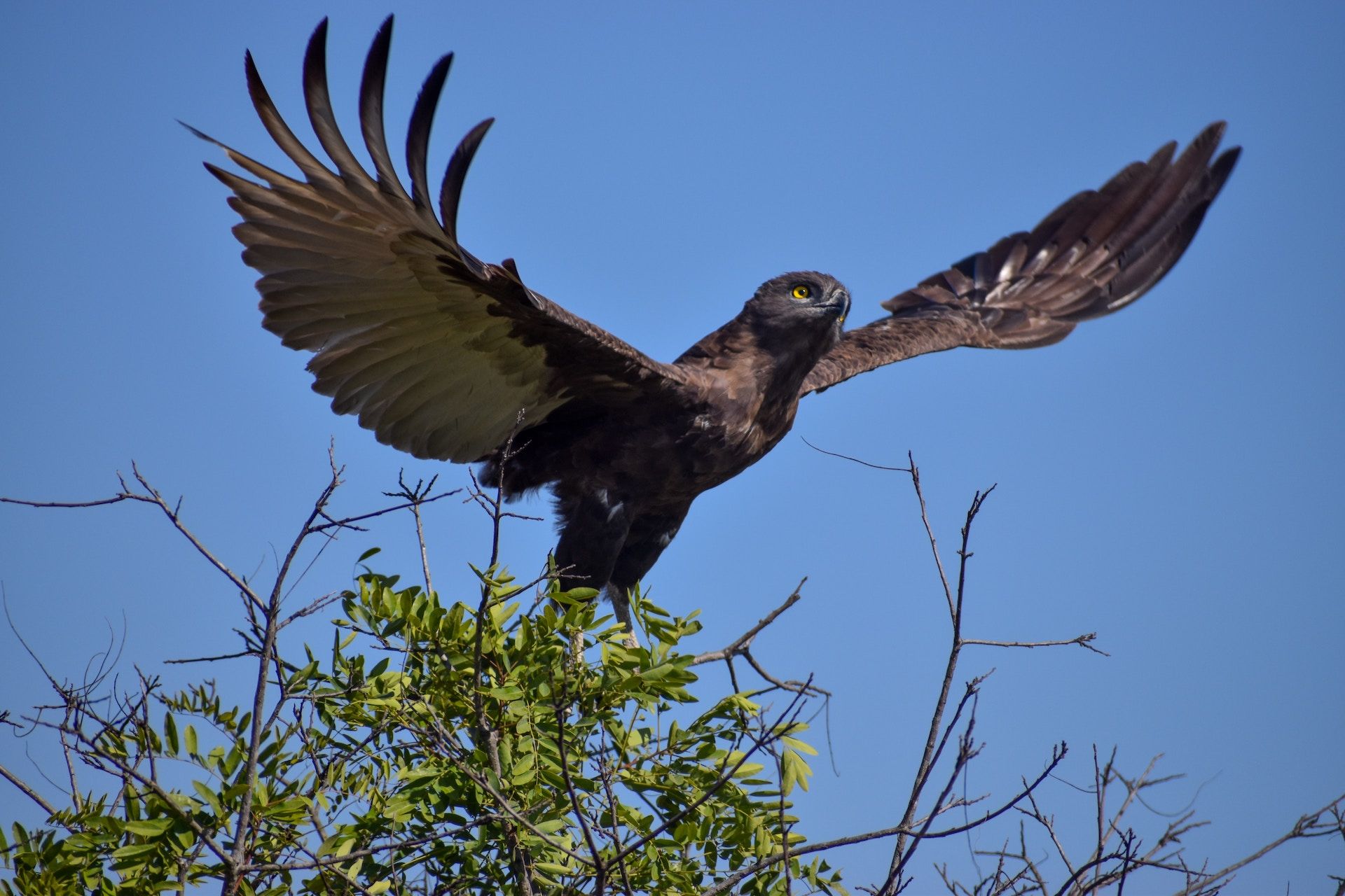 Eagle in South Africa