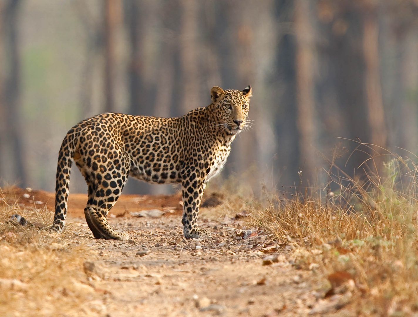 Leopard in India