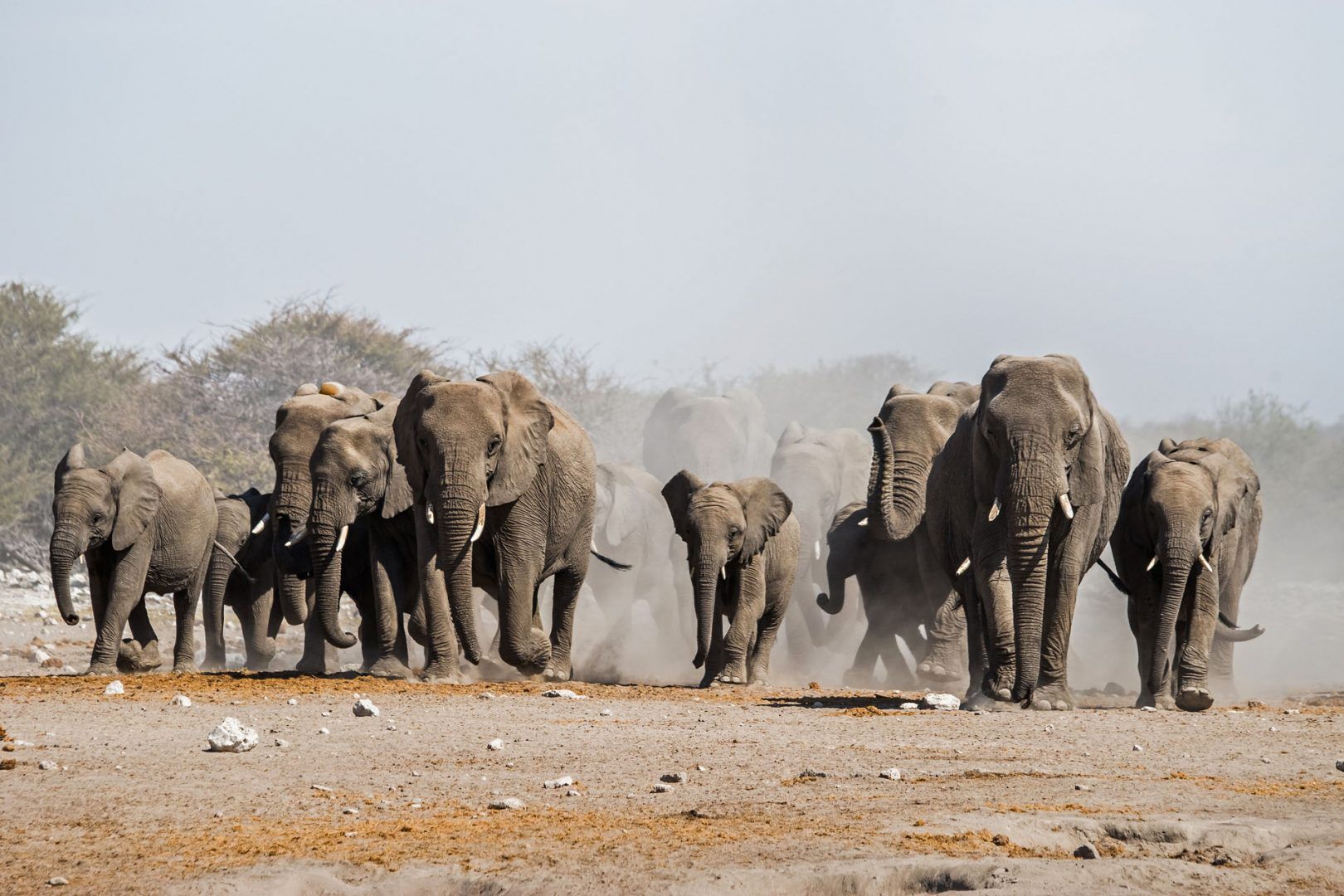 namibia-elephant-shutterstock_563054740