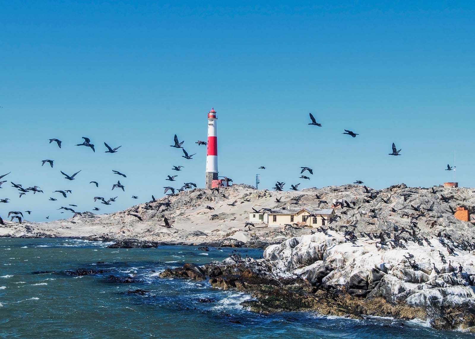 Lüderitz Namibia Diaz Point Flock Cormorant Birds Lighthouse  © Shutterstock