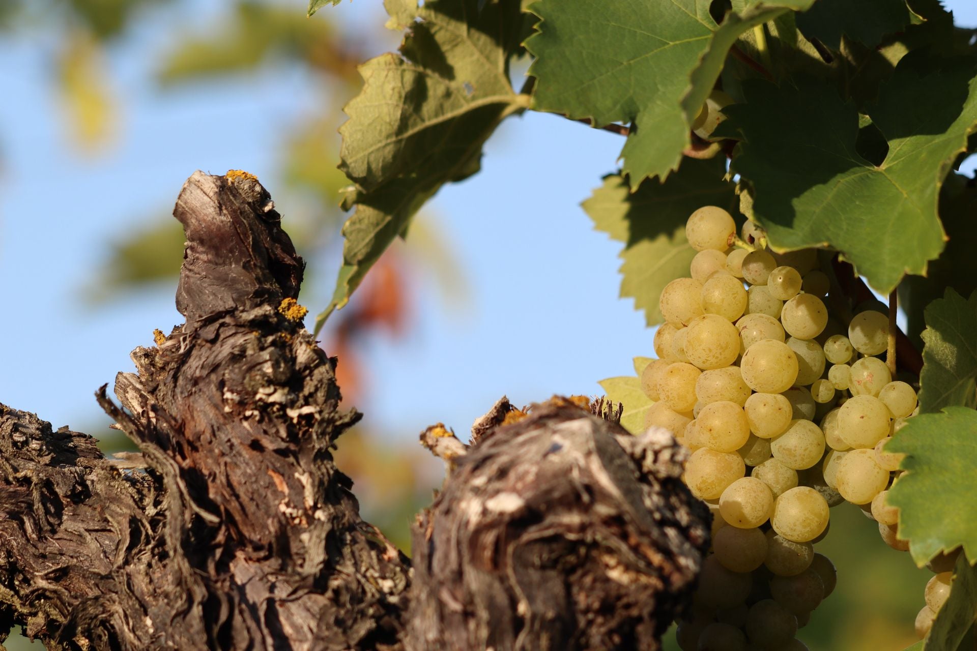 Vineyard Croatia