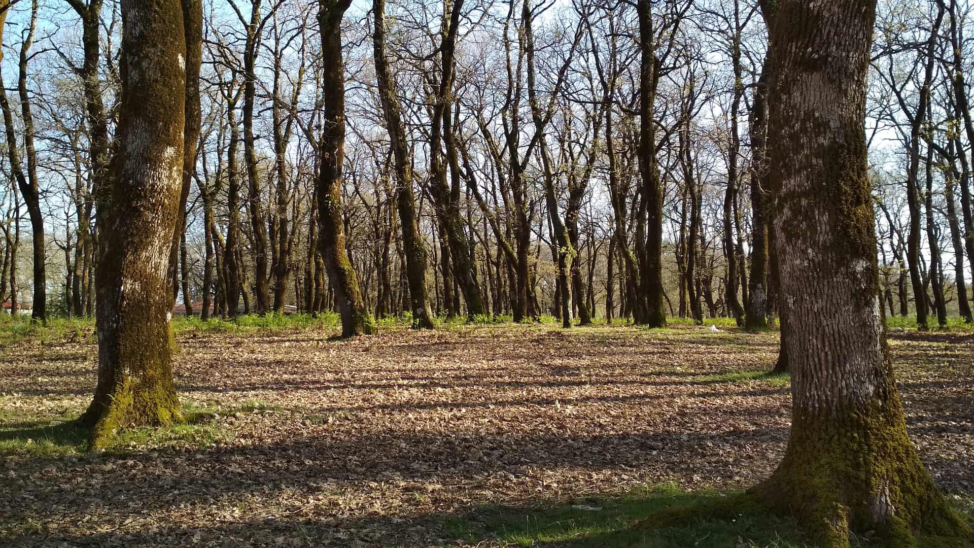 Forest of Foloi