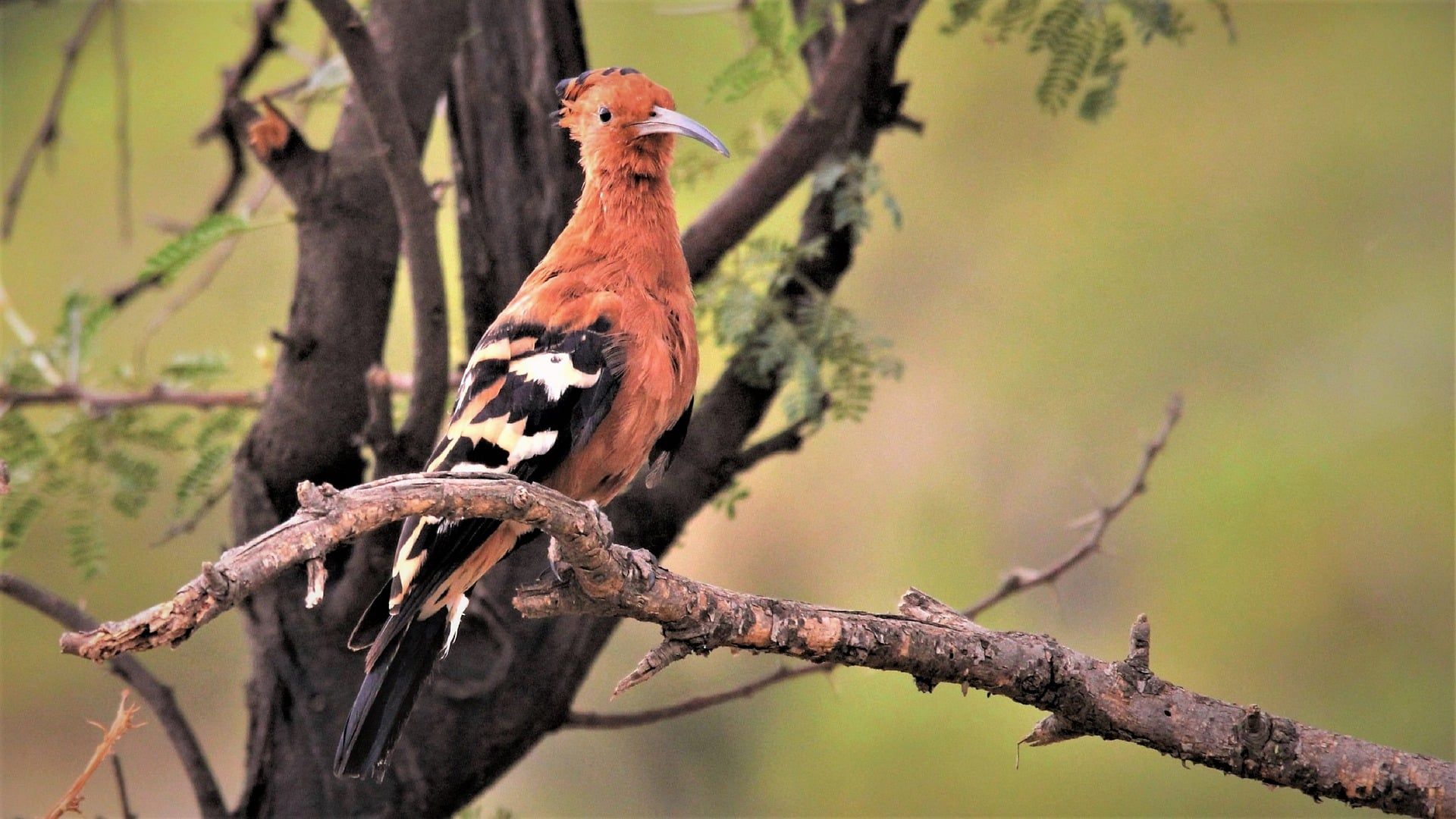 Pilanesberg