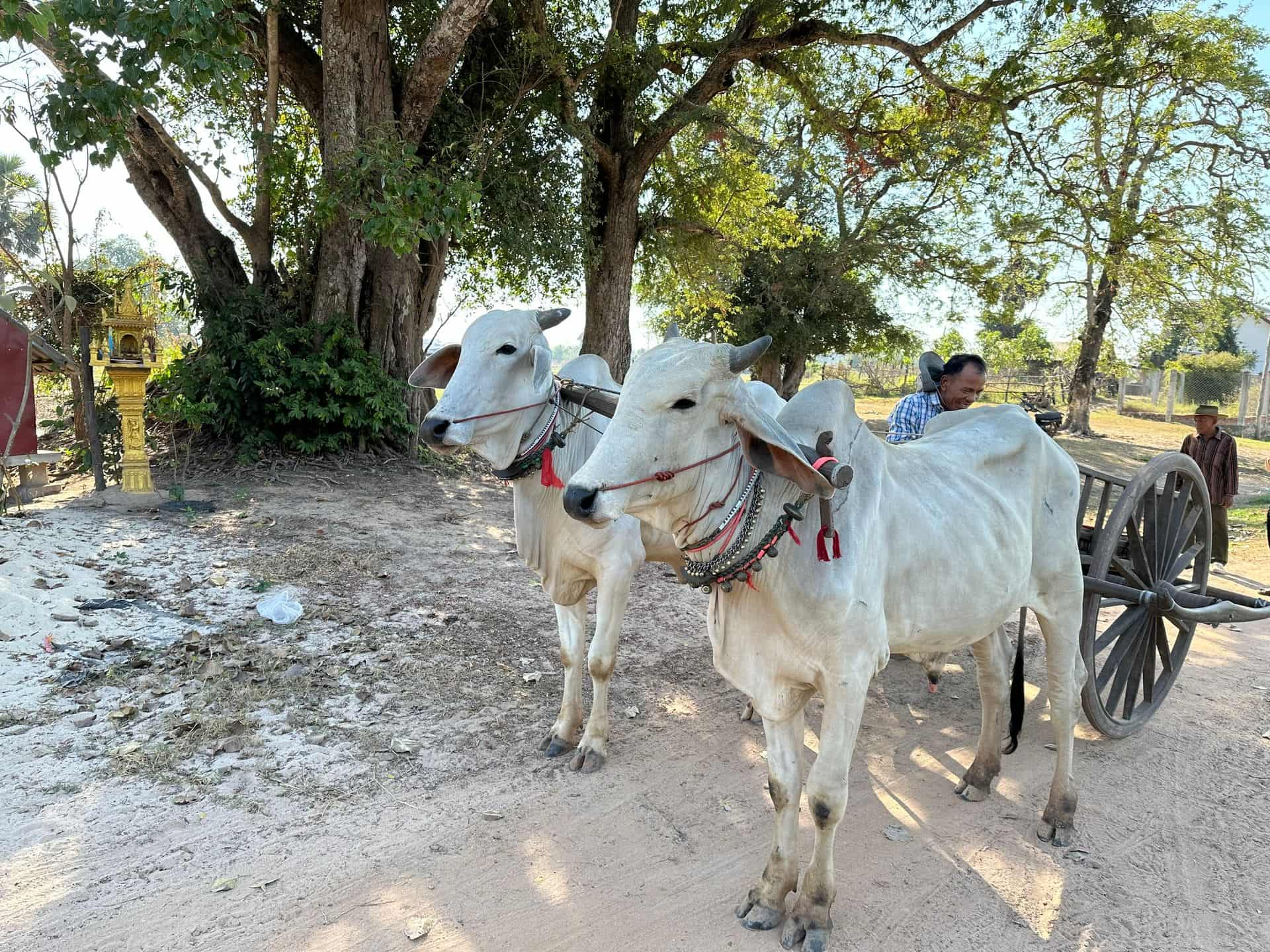 ox-cart