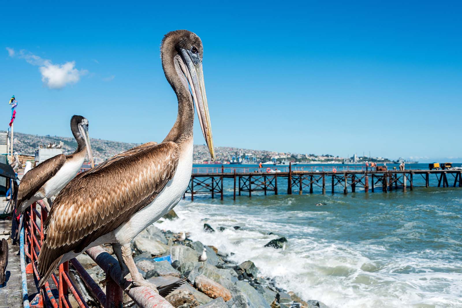 pelican-fish-market-valparaiso-chile-shutterstock_362746331.jpg