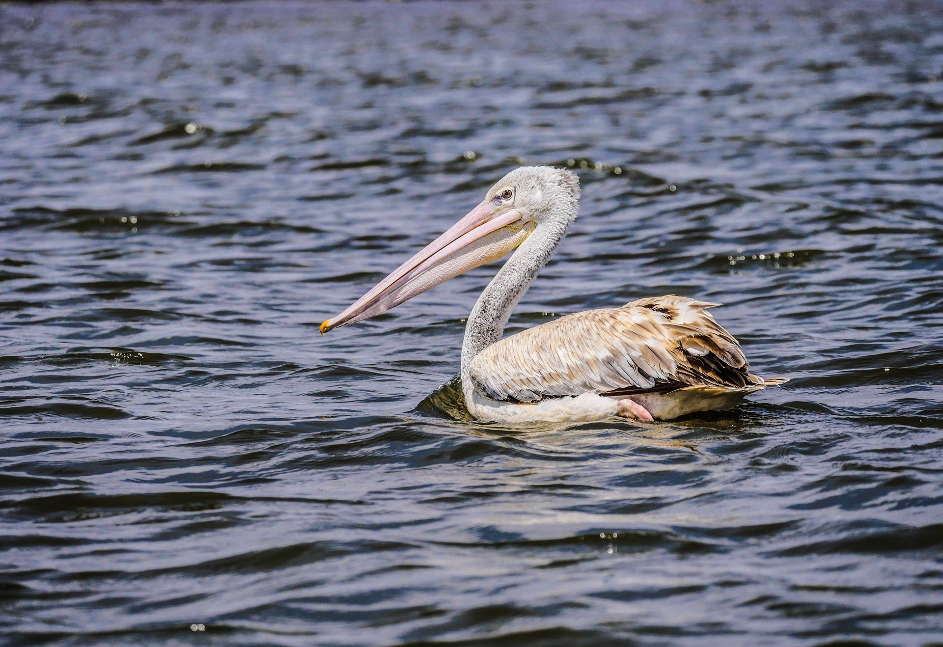 Lake Naivasha