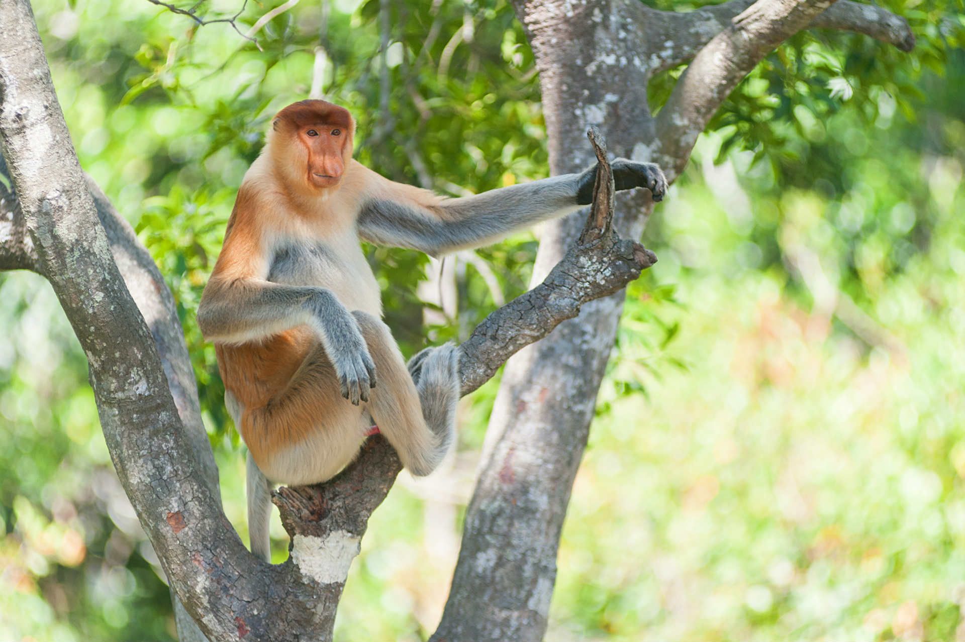 Proboscis Monkey, Malaysia