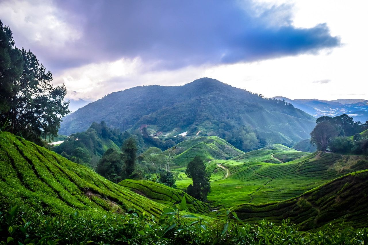 Cameron Highlands, Malaysia