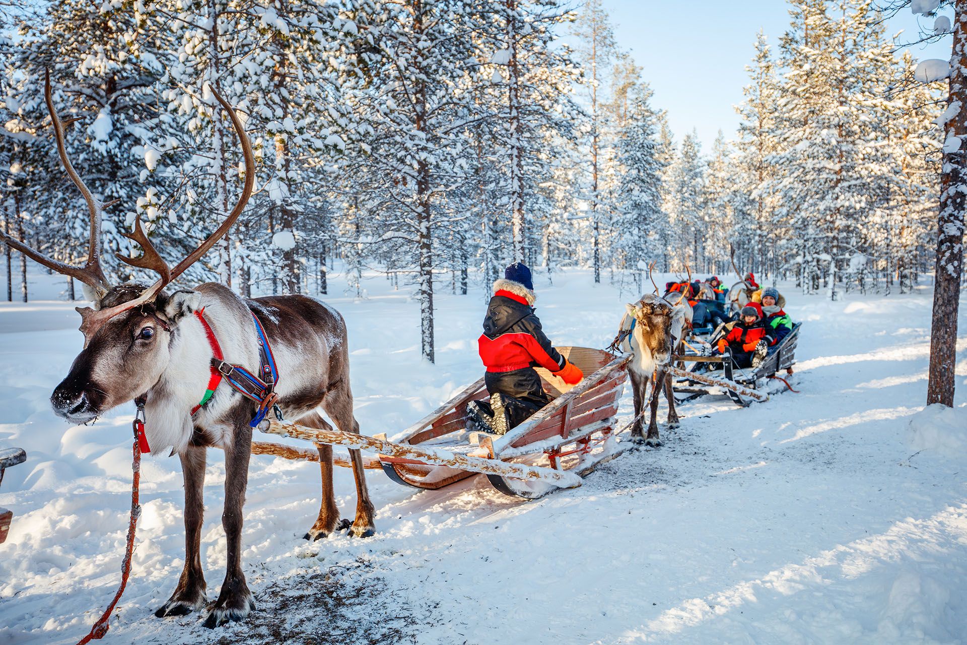 Reindeer safari winter in Lapland, Finland © BlueOrange Studio/Shutterstock