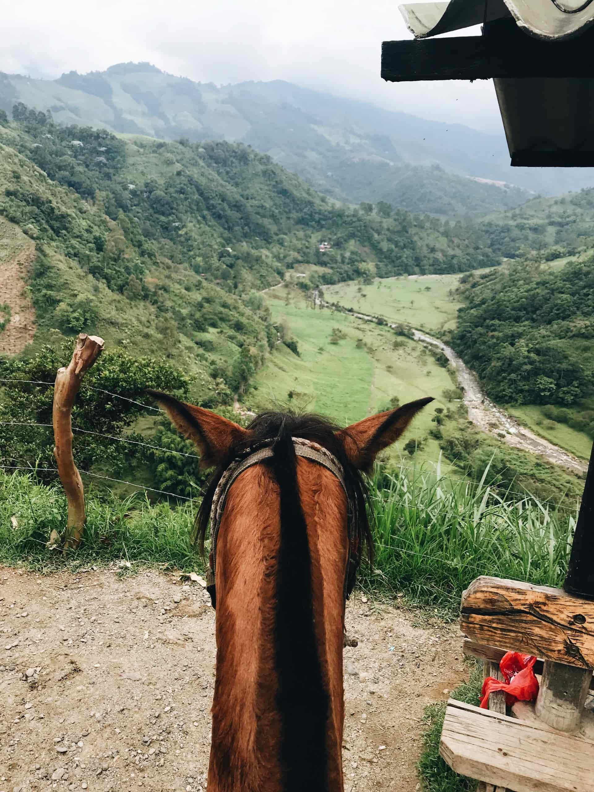 Horses in Colombia
