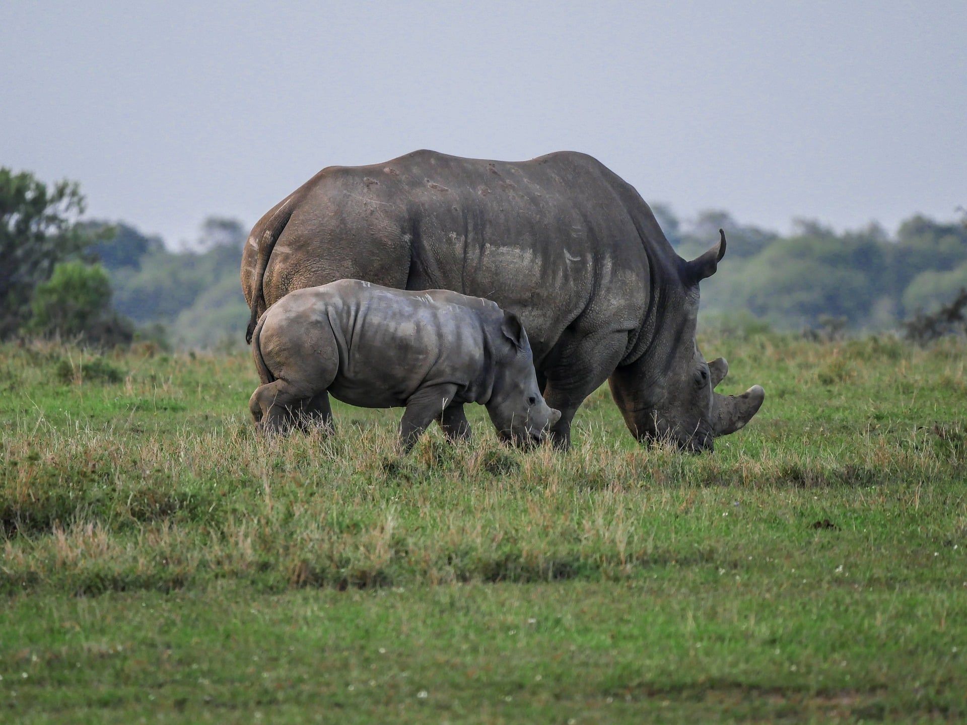 Ol Pejeta Conservancy