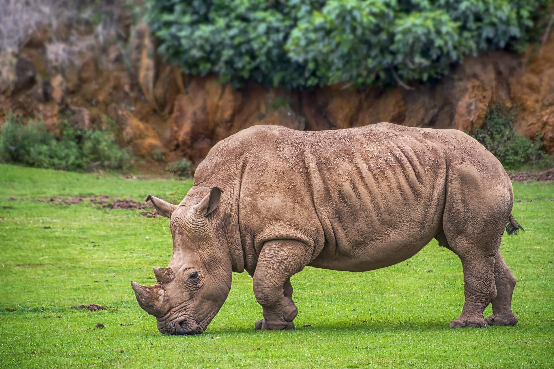 rhino