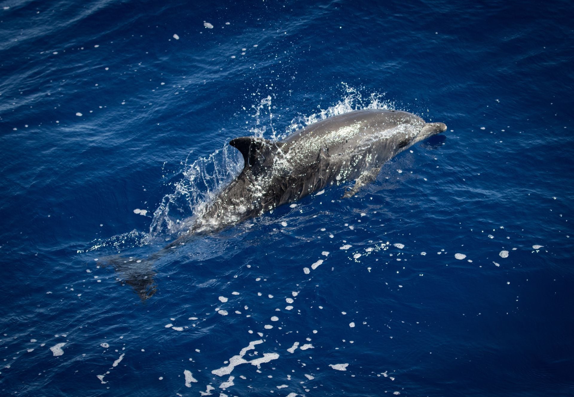 Dolphins Azores