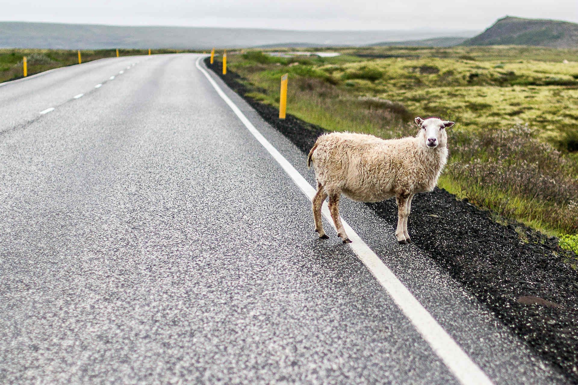 road-sheep-iceland-shutterstock_1149534668