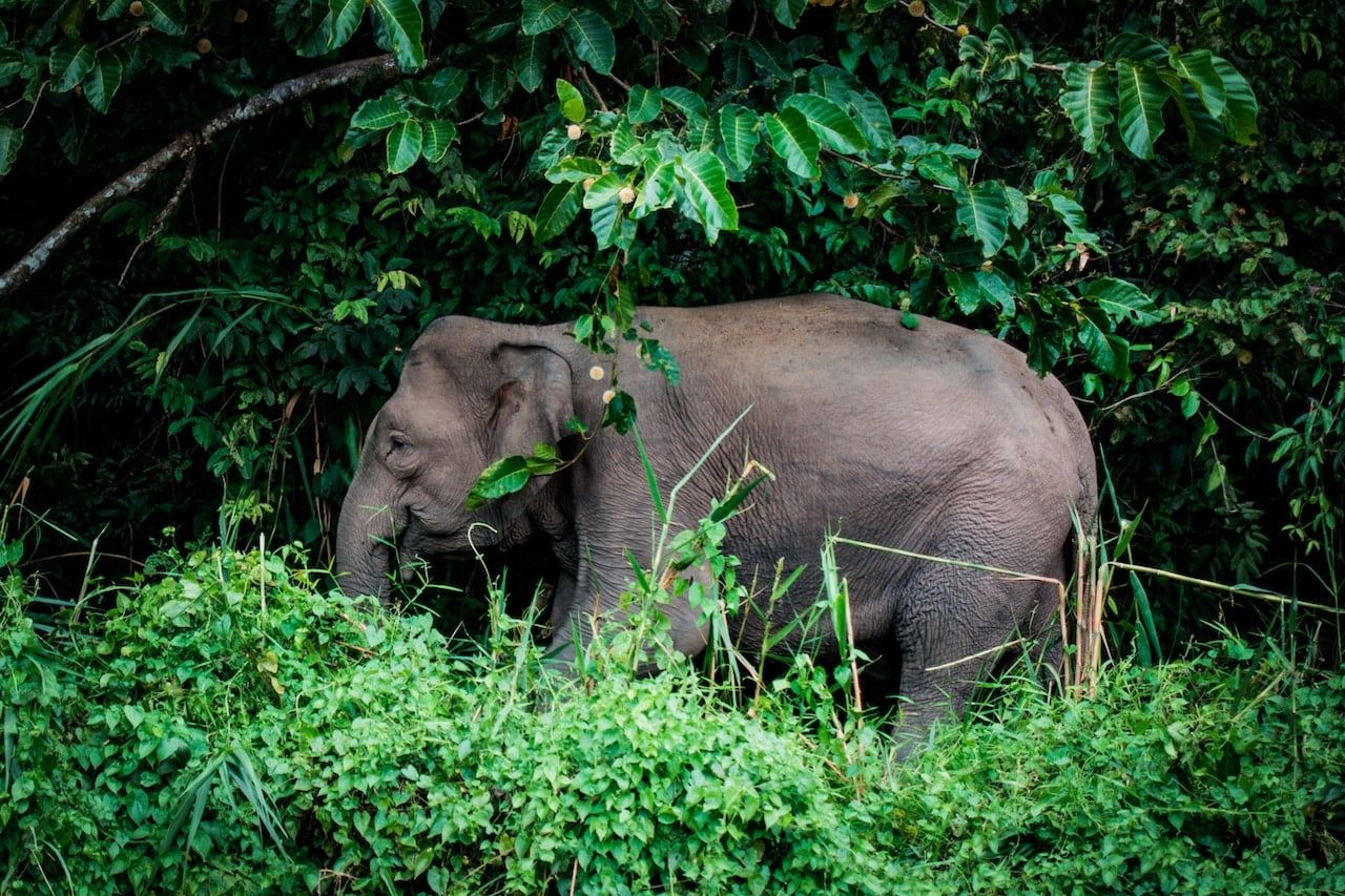Pygmy elephant, Malaysia