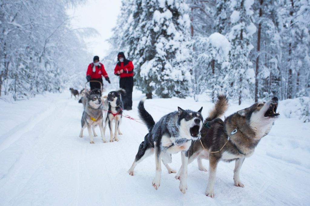 Huskies Finland