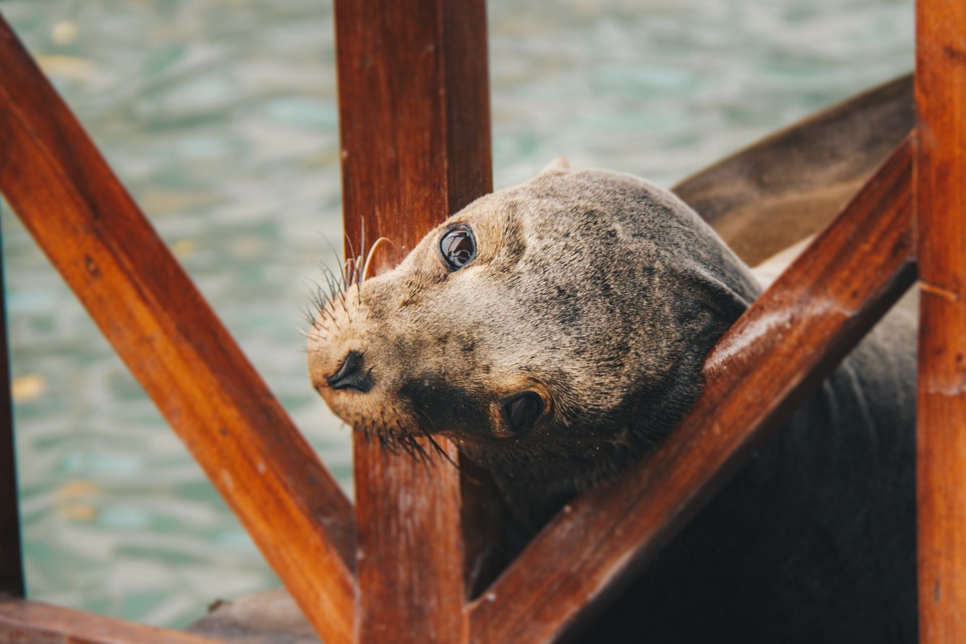 Seal under pier, Galapagos
