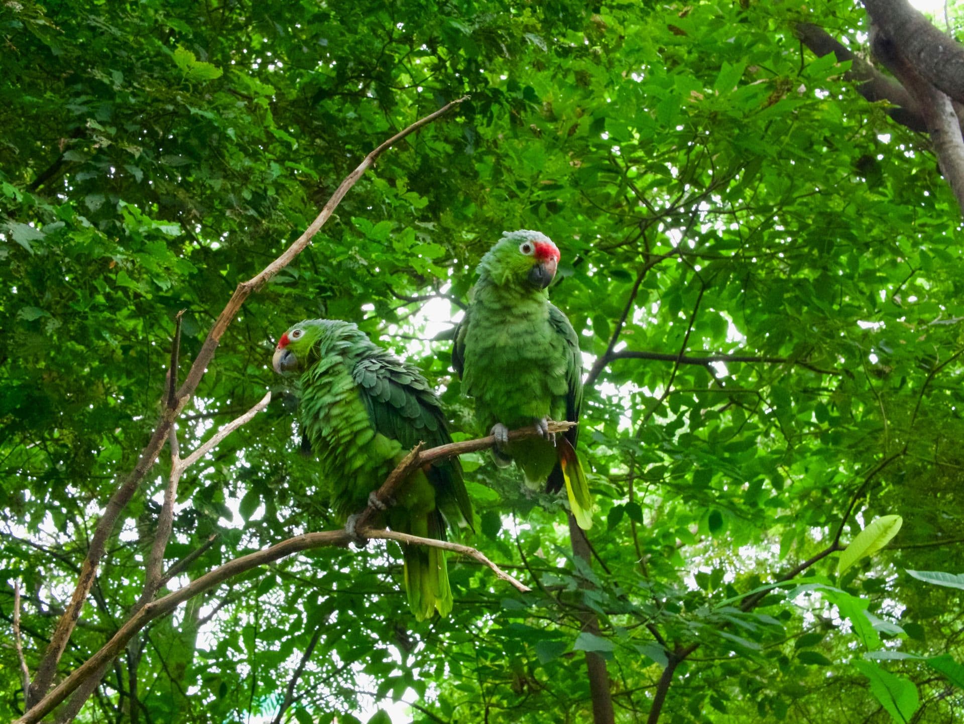 Parrots Ecuador