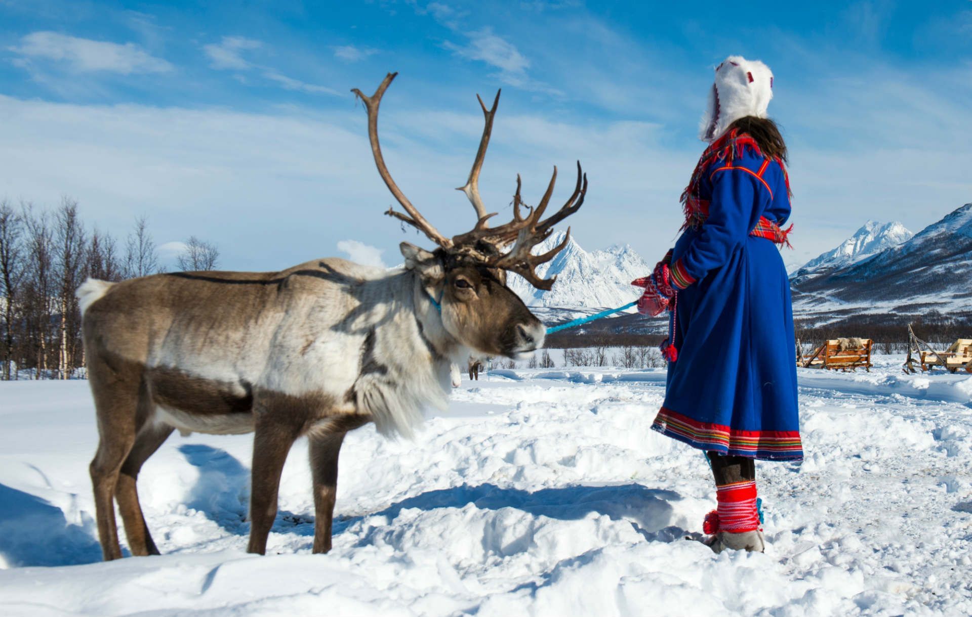 Sami Reindeer