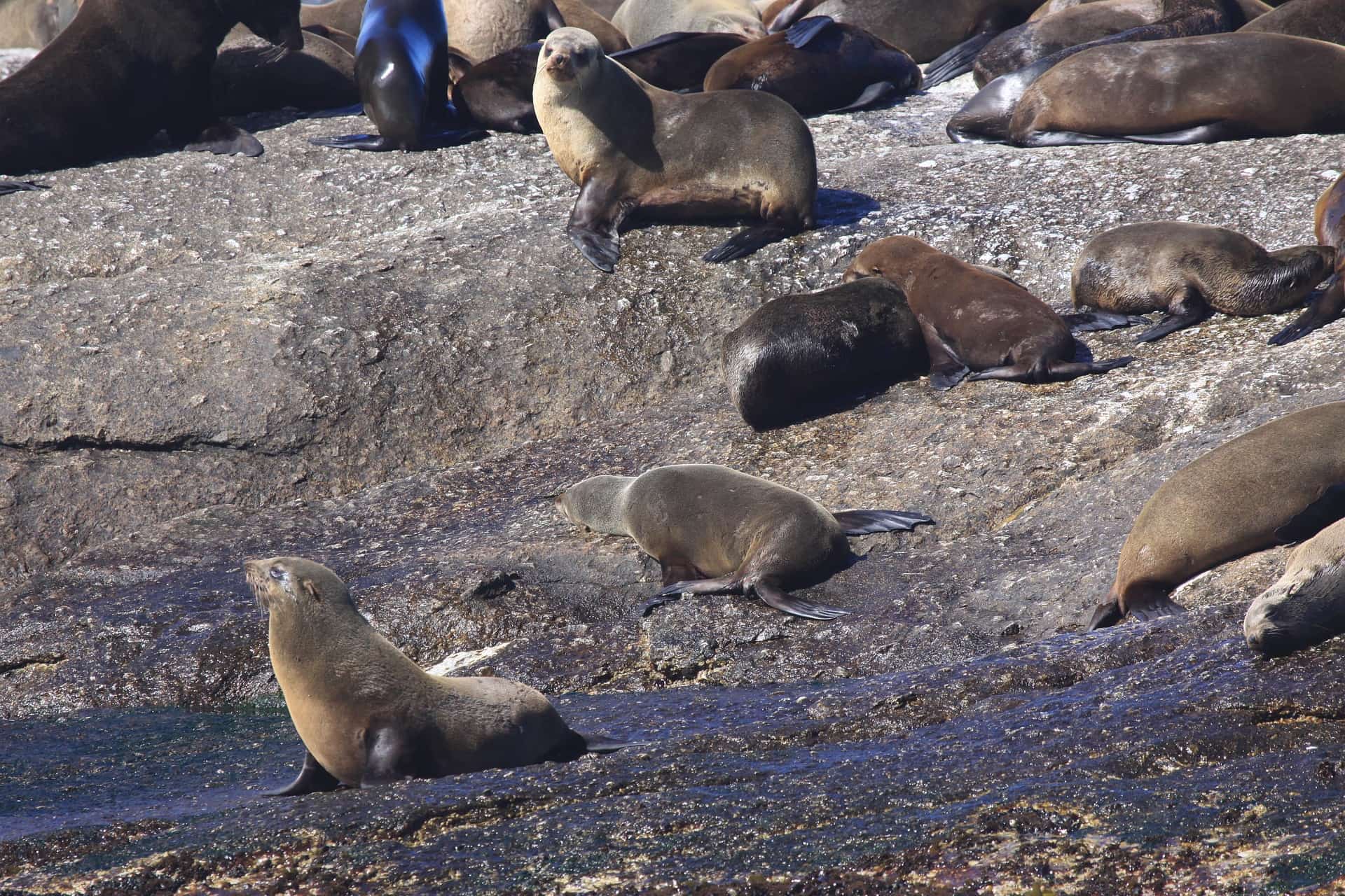 duiker island