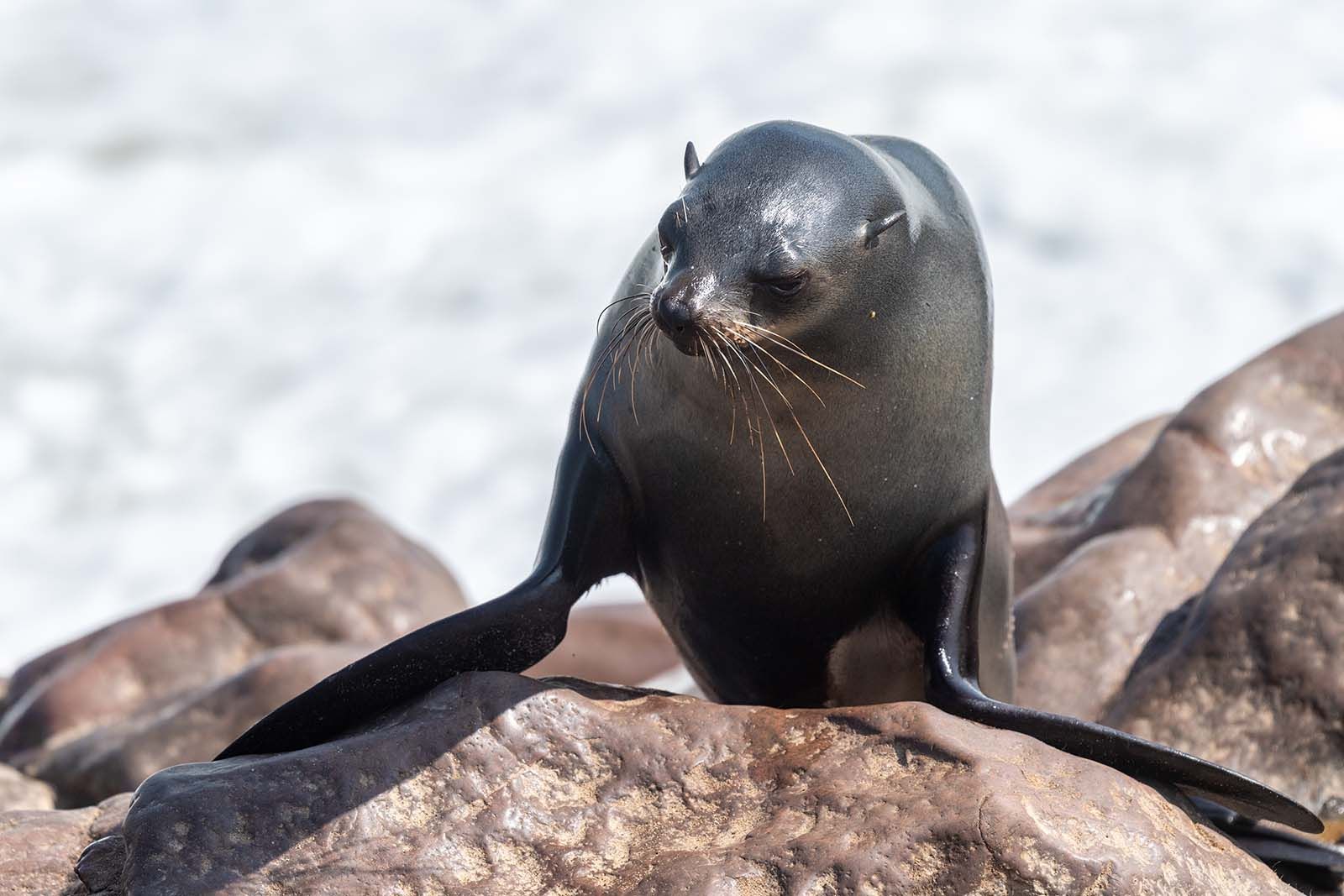 Seal colony in Namibia © Shutterstock