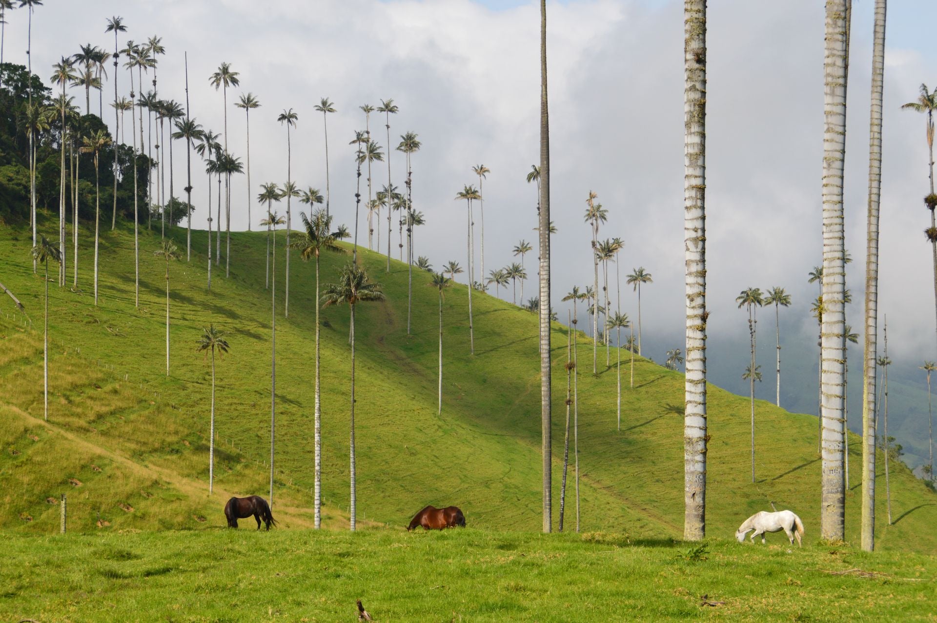 Cocora Valley, Colombia