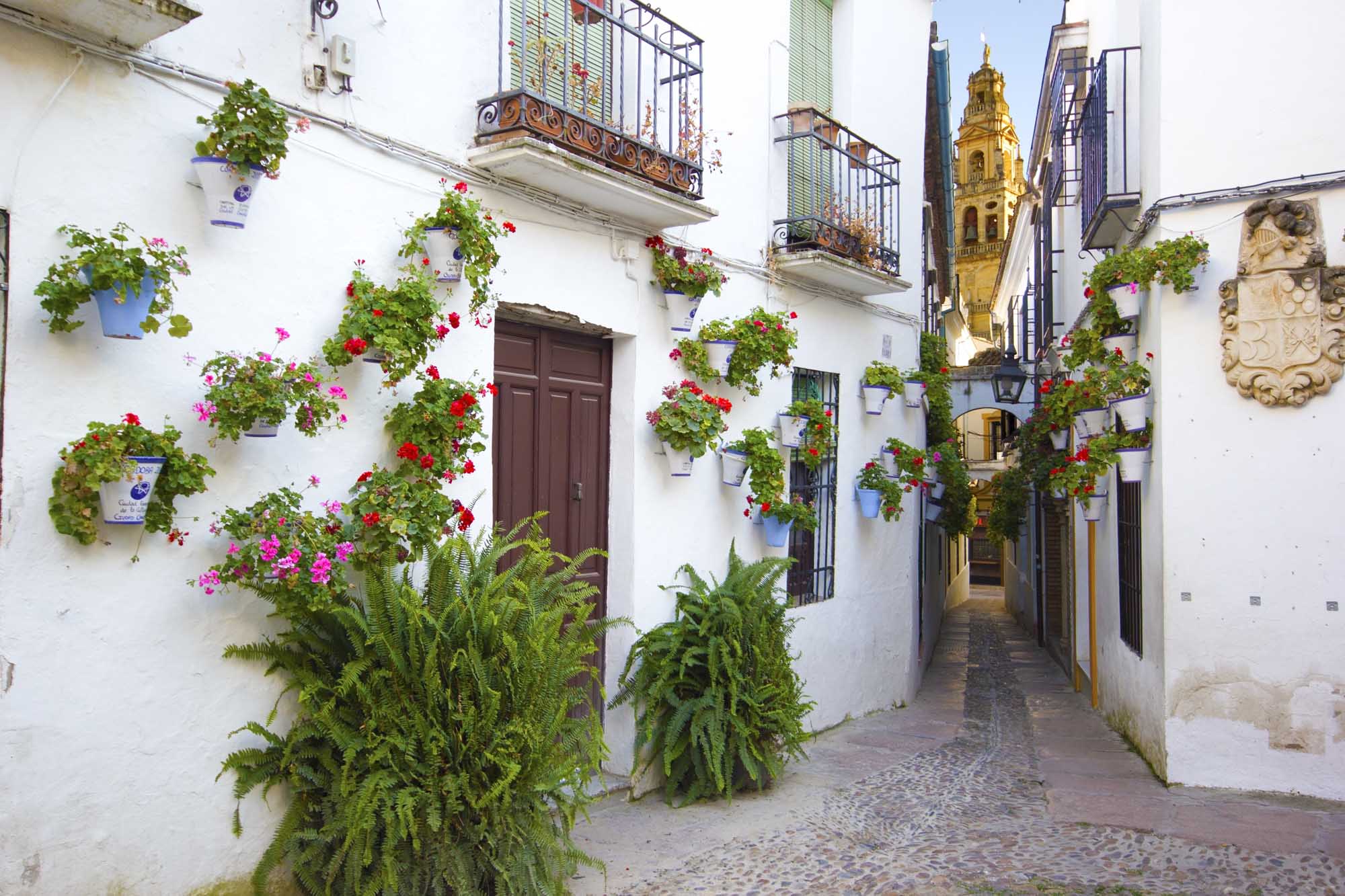Flowers in flowerpot on the walls on streets of Cordoba. Spain