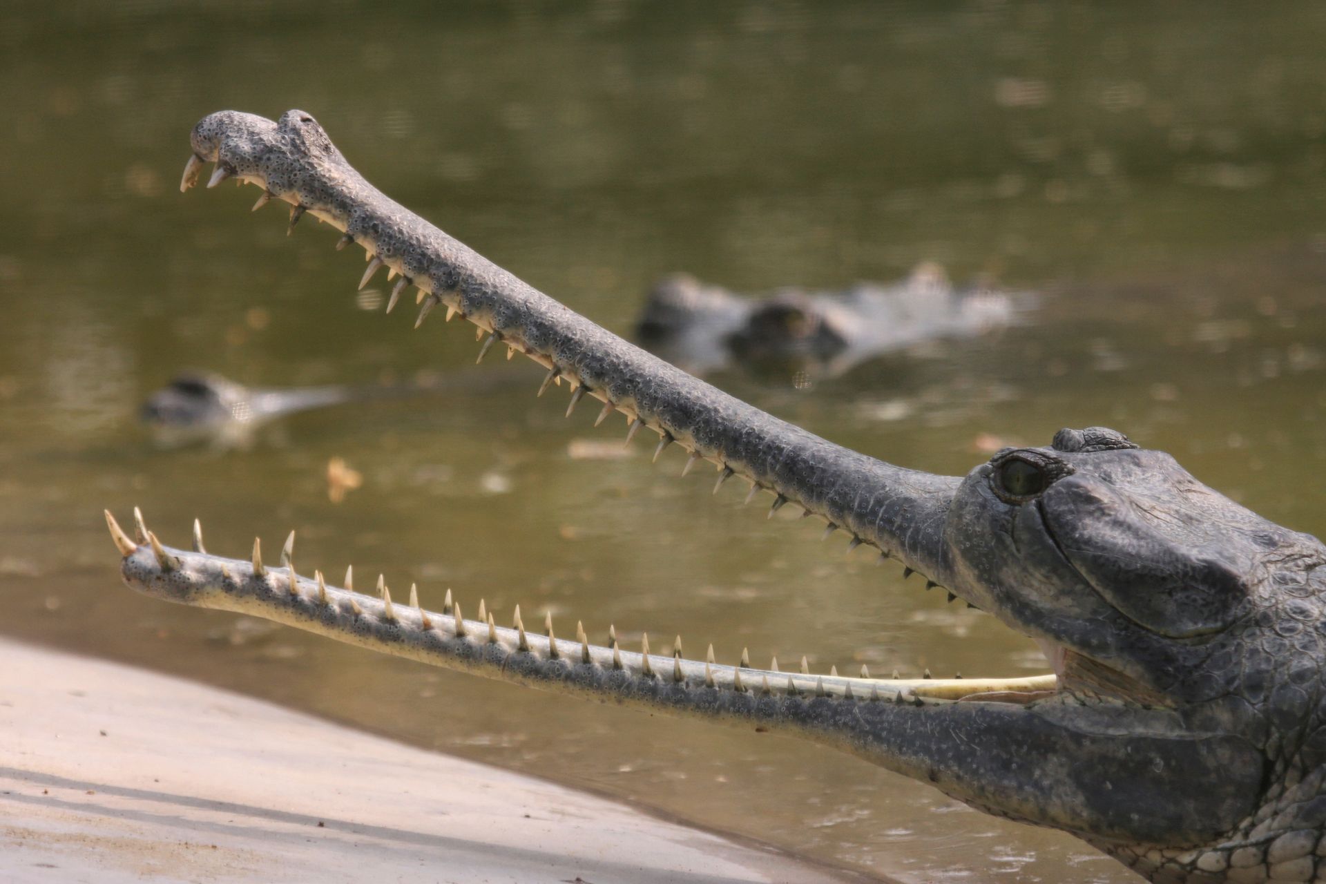 Gavial in Chitwan National Park