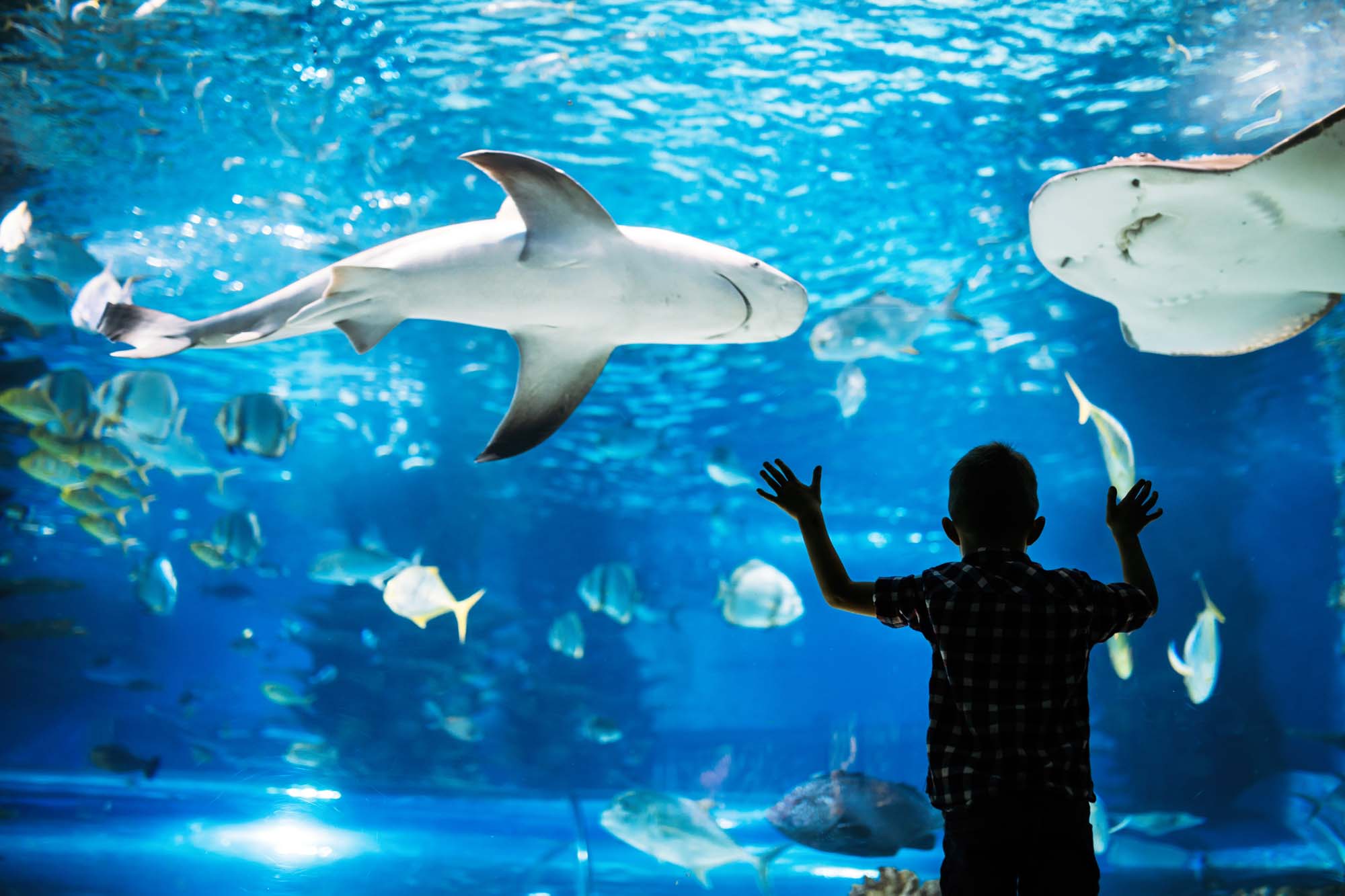 Kid watching the shoal of fish swimming in oceanarium