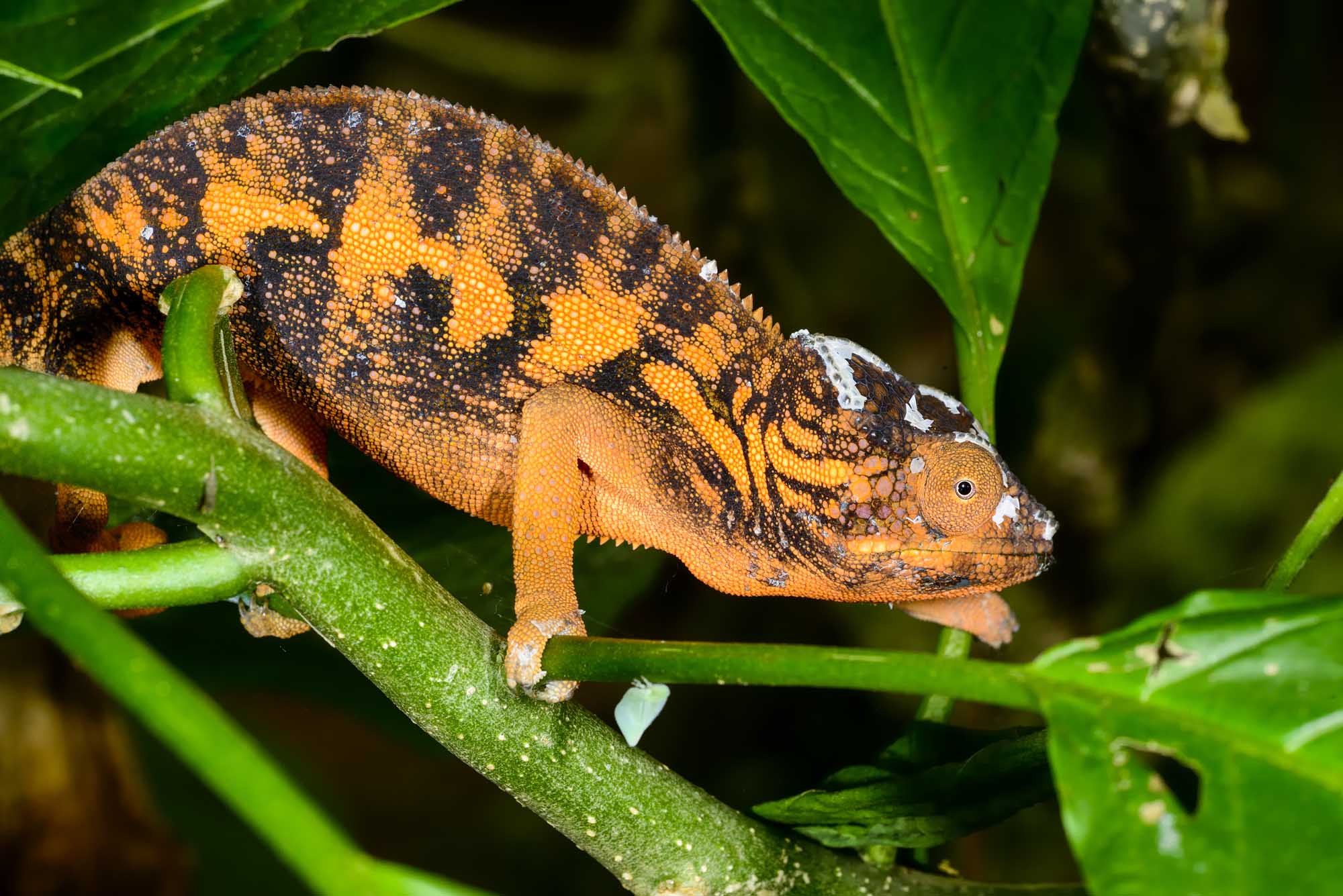 panther chameleon, marozevo, madagascar