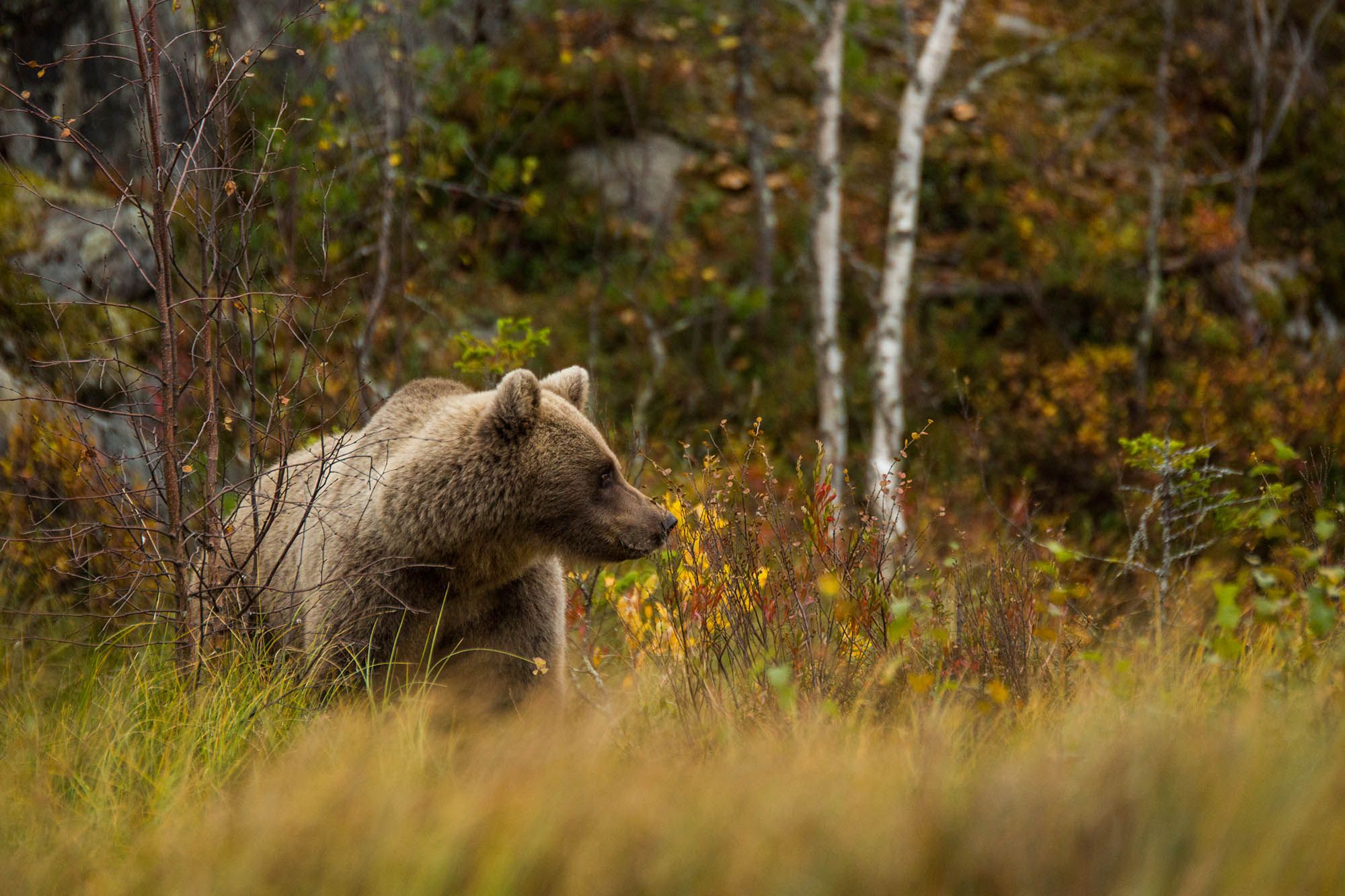 Brown Bear in Finland
