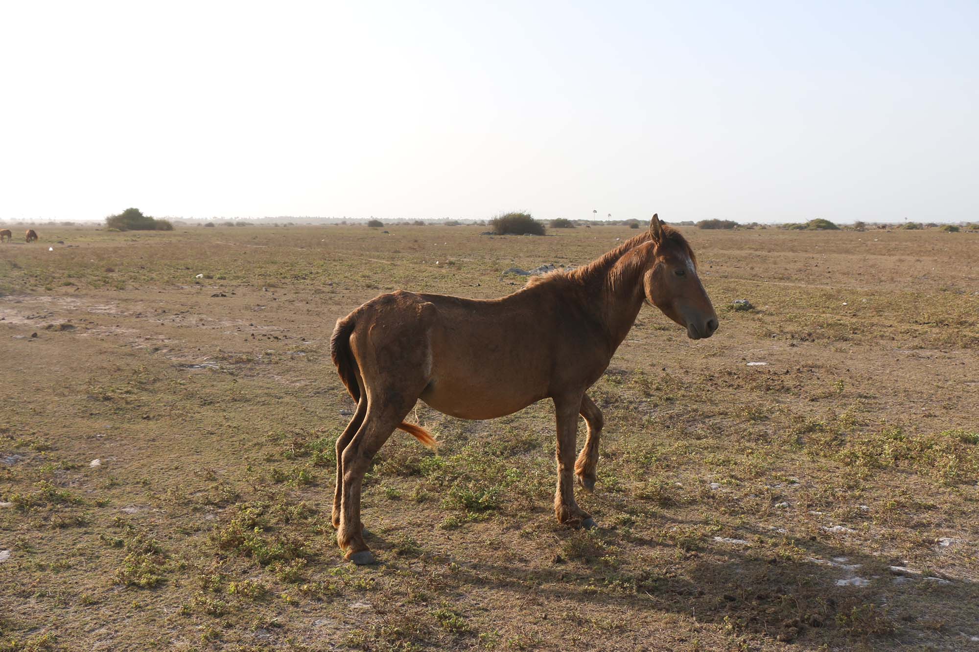 Wild Horse in Delft Island, Travel Sri Lanka