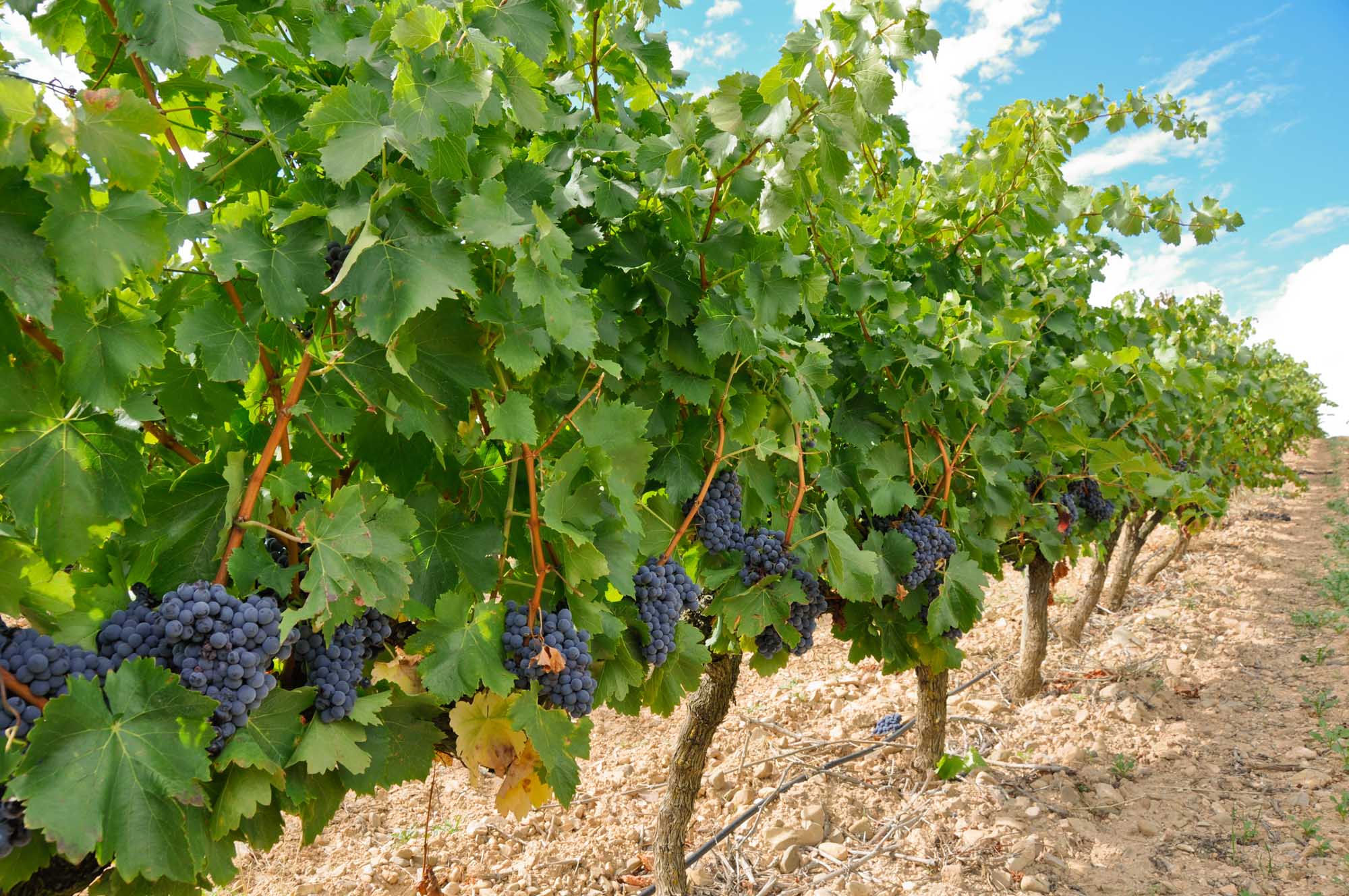 Grapes in a vineyard, La Rioja (Spain)