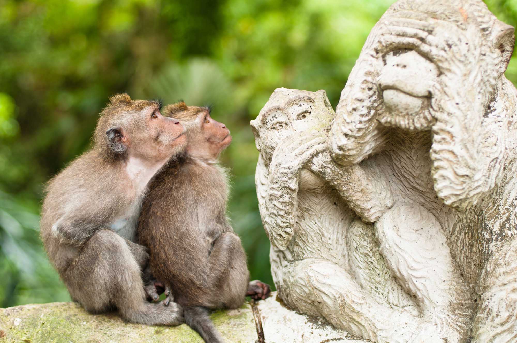 Long-tailed macaques (Macaca fascicularis) in Sacred Monkey Forest, Ubud, Indonesia