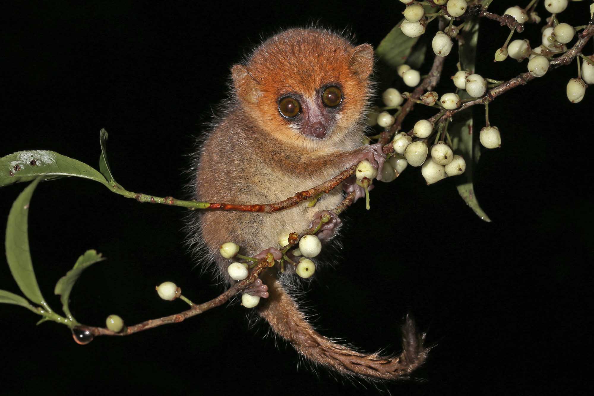 Brown Mouse Lemur (Microcebus rufus) in a rain forest in Madagascar (Ranomafana).